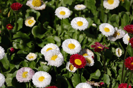 Bellis